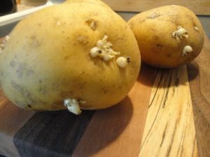 grow potatoes