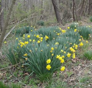 daffodil bulbs