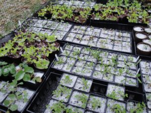 hardy seedlings dusted with snow