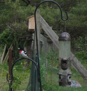 rose-breasted grosbeak