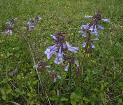 pretty lilac weeds in patches for pollinators