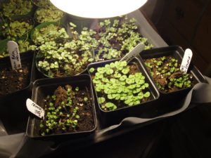 seedlings with supplemental light