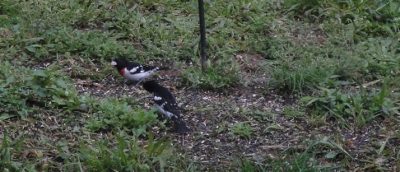 rose-breasted grosbeak