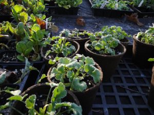 cool season gardening, cilantro