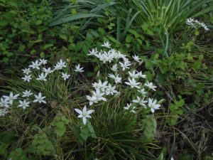 star of Bethlehem among patches for pollinators