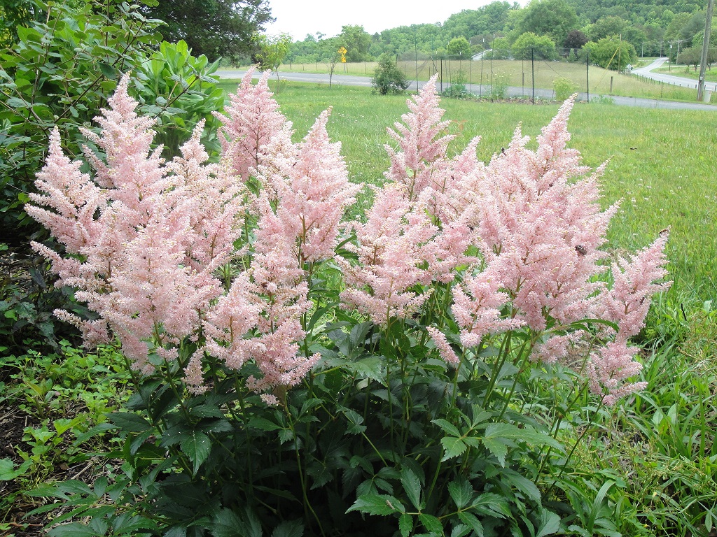 Feathery blooms of an astilbe.