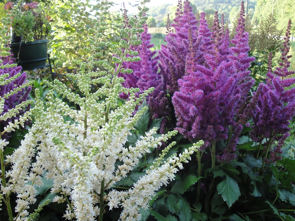 astilbes in cottage garden