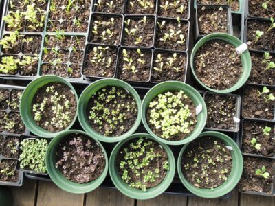 A few days after sowing brassica seeds.