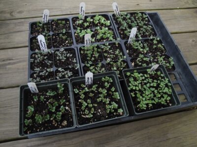 germinating seeds in 4.5" pots 