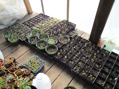 sowing seeds, small transplanted seedlings