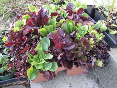 Johnny's allstar gourmet lettuce mix, in planters, for cool season gardening