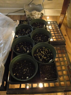 sowing seeds in pots