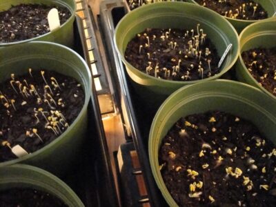 mini lights under flats of seedlings