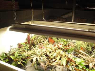 artificial light and plants