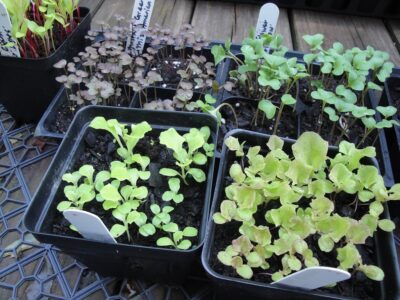 lettuce and brassicas to be transplanted 10-14 days after sowing seeds