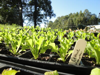 lettuce for cool season gardening