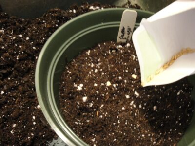 sowing seeds from packet