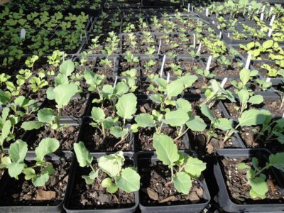 brassica seedlings hardening off outdoors