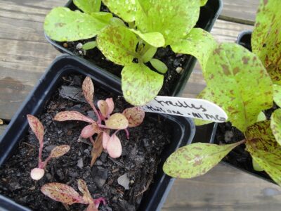 lack of fertilizer in lettuce