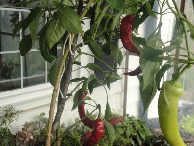 pepper 'jimmy nardello' overwintered in enclosed porch