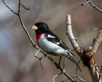male rose-breasted grosbeak 
