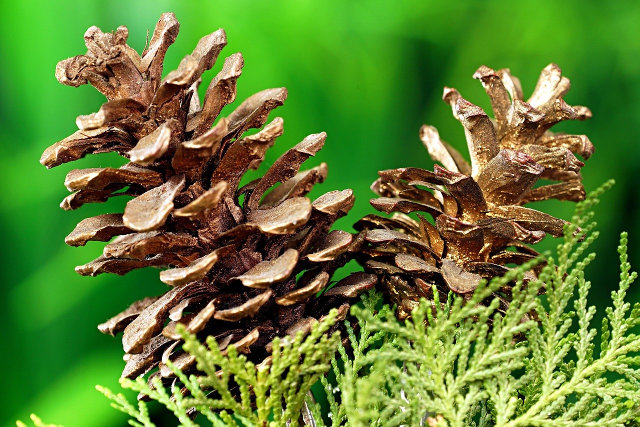 pine cone gold pine cone fir plants 6930979