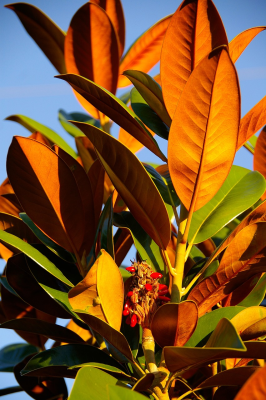 magnolia tree leaves green orange 432804